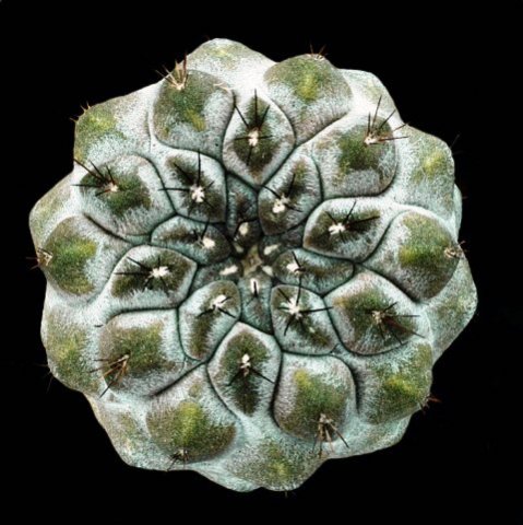 Copiapoa_esmeraldana